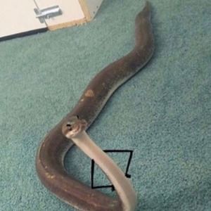 Meet your Posher, Nubia